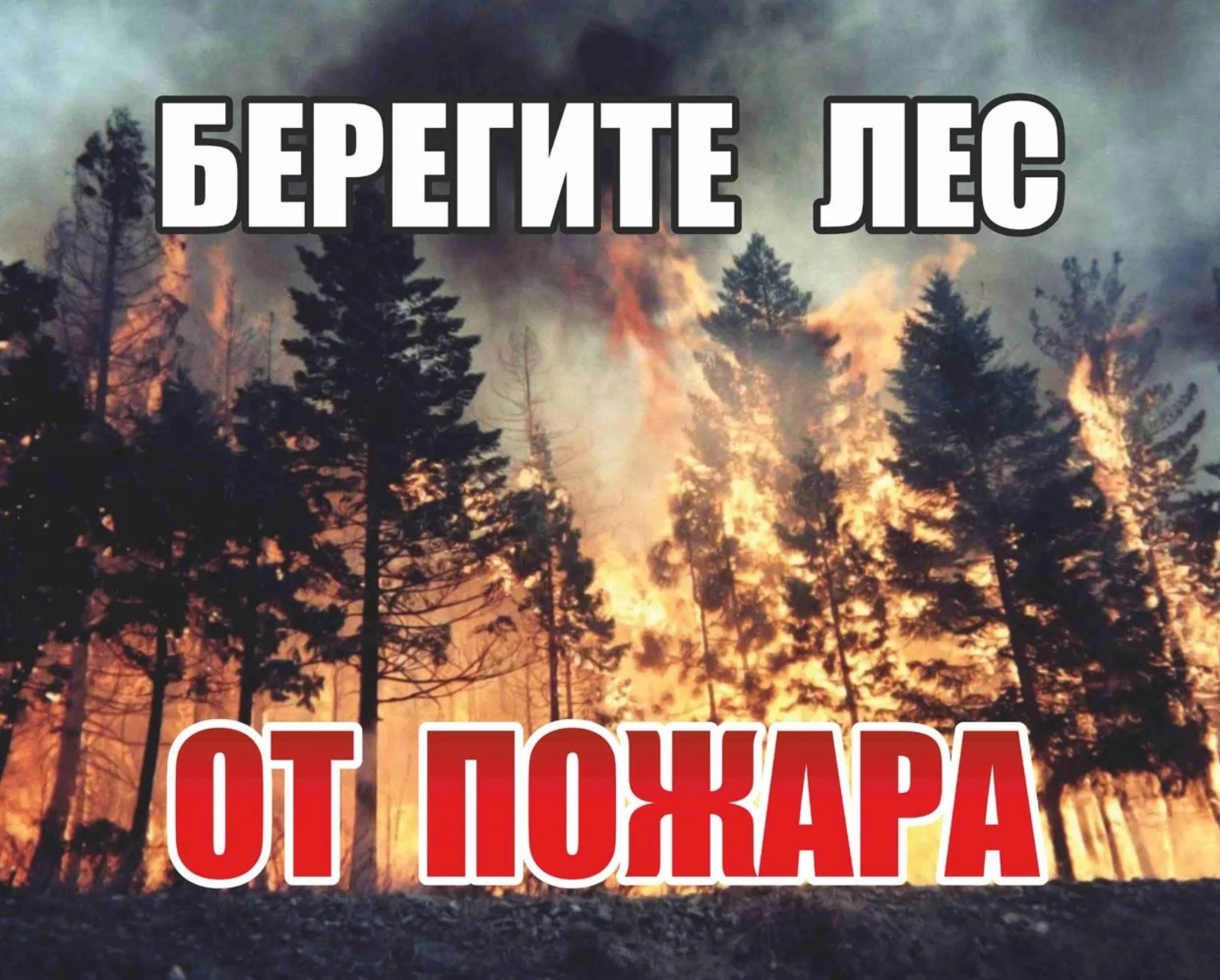 Берегите лес от пожара