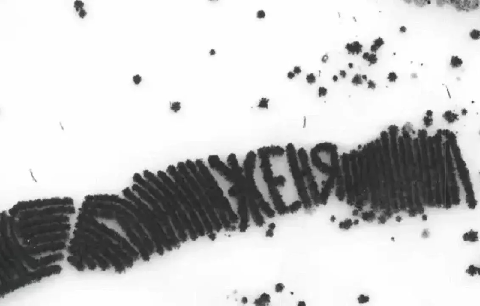 В Башкирии обнаружили огромную надпись из деревьев