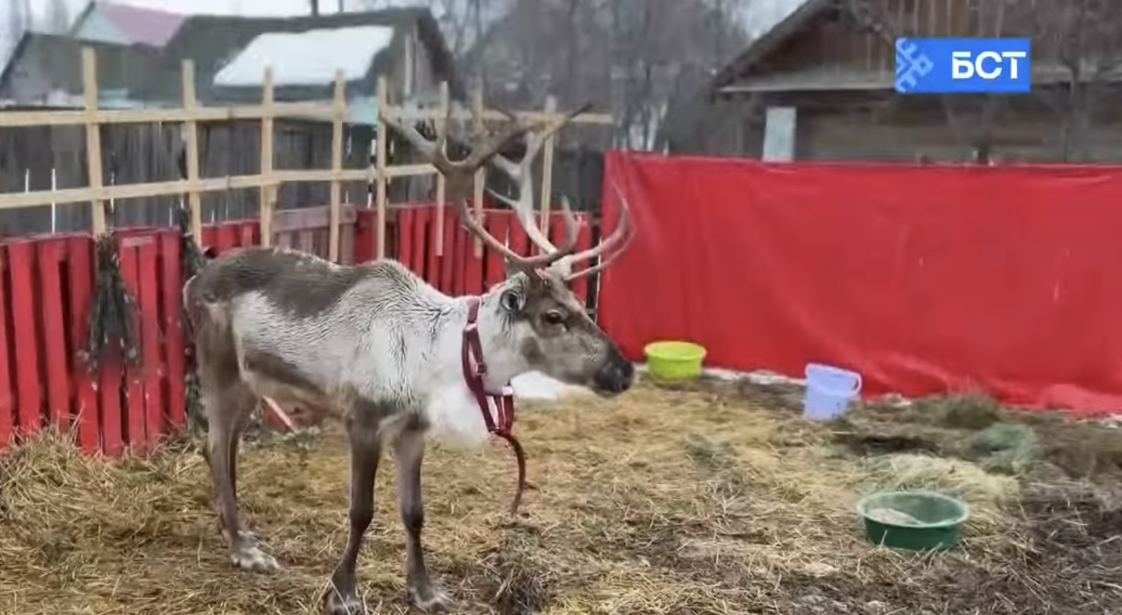 В Башкирии после новогодних праздников бросили оленя