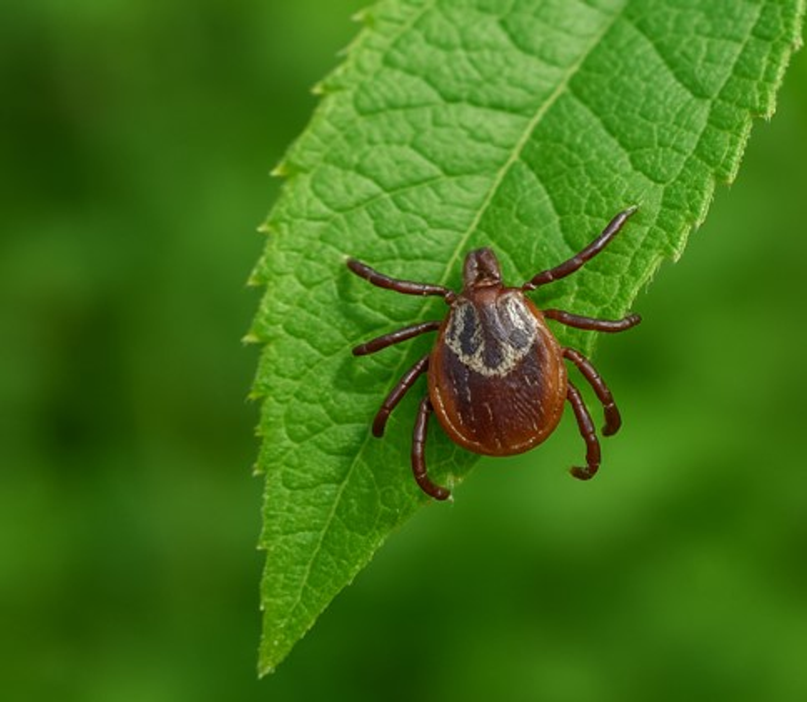 Вакцинация от клещевого энцефалита весной: готовимся к сезону клещей