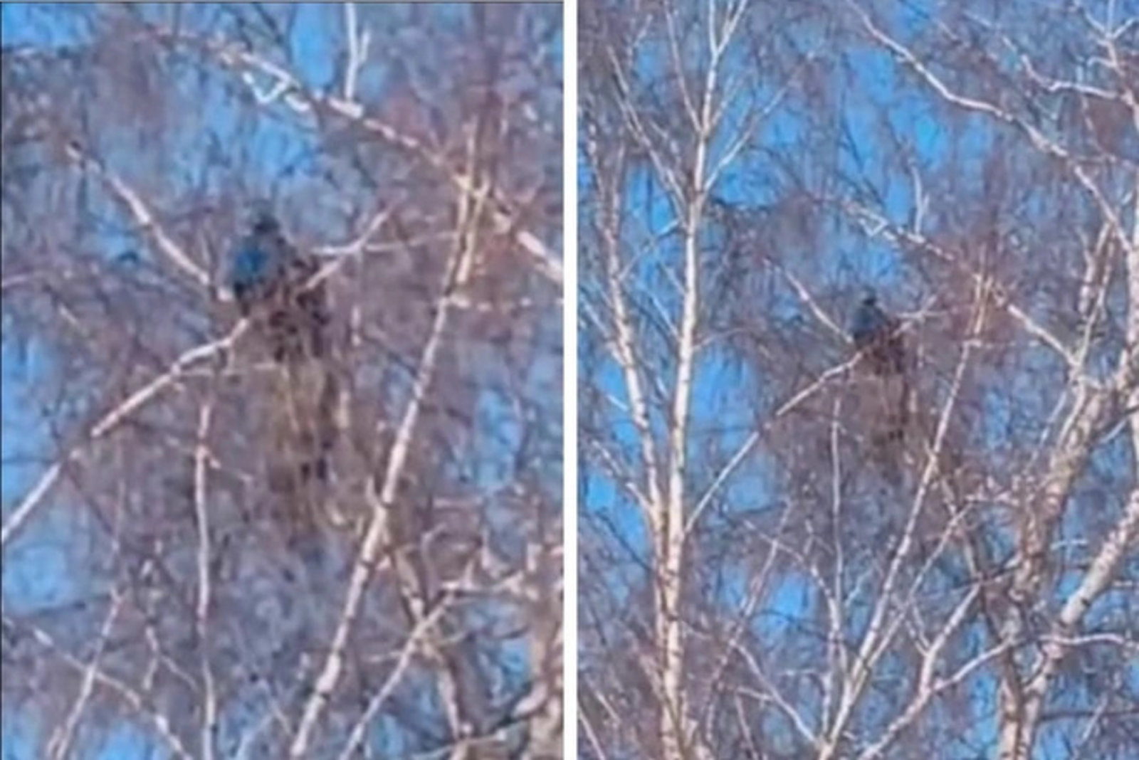 В Башкирию «прилетел» павлин